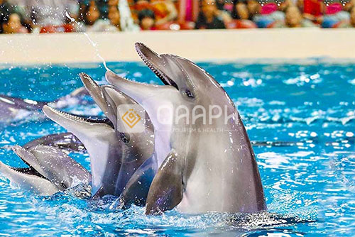iran-kish-island-dolphin-park-3